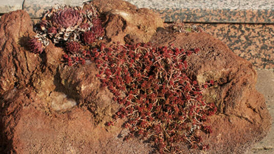 Rötlicherbrauner Lavastein bepflanzt mit Sukkulenten.